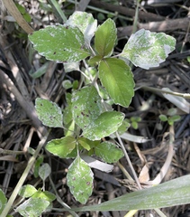 Mycosphaerella impatientis