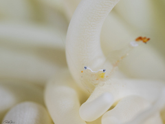 Ancylocaris brevicarpalis