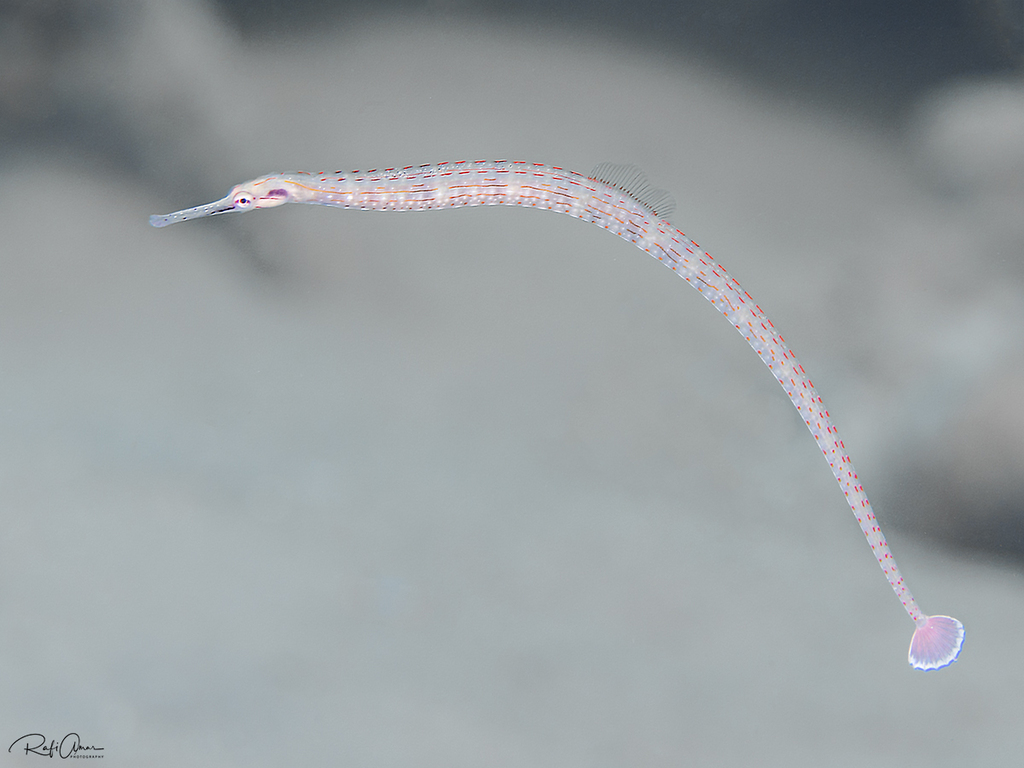 Guilded pipefish (Corythoichthys schultzi) — Syngnathidae