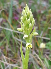 Pseudorchis