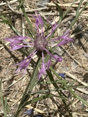 Centaurea napifolia