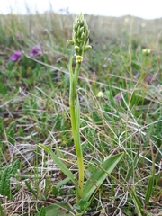 Pseudorchis