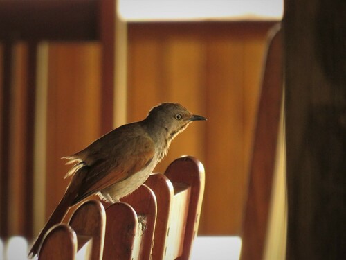 Collared Palm Thrush (Cichladusa arquata), photo 6