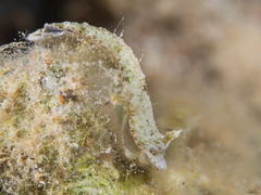 Dermatobranchus tuberculatus