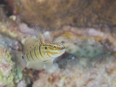 Amblygobius albimaculatus