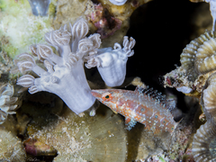 Oxycheilinus mentalis