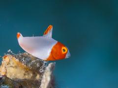 Cetoscarus bicolor