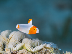 Cetoscarus bicolor