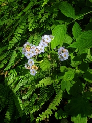 Phacelia bolanderi