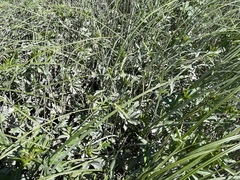 Sidalcea hendersonii