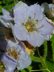 Phacelia bolanderi