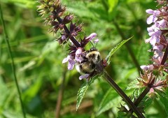 Bombus sylvarum