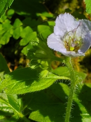 Phacelia bolanderi