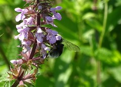 Bombus sylvarum