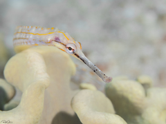 Corythoichthys schultzi