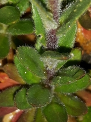 Draba incana