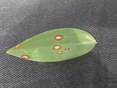 Phyllosticta cruenta