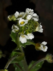 Draba incana