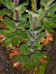 Draba incana