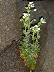 Draba incana