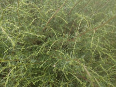 Artemisia campestris maritima