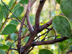 Acacia celastrifolia