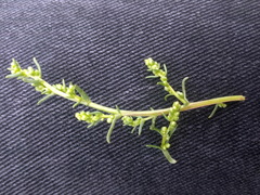 Artemisia campestris maritima