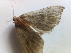 Hypena proboscidalis
