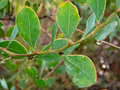 Acacia celastrifolia
