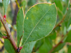 Acacia celastrifolia