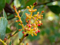 Acacia celastrifolia