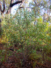 Acacia celastrifolia