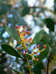 Acacia celastrifolia