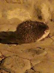 Paraechinus aethiopicus