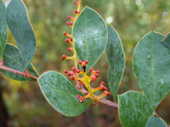 Acacia celastrifolia