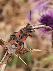 Lygaeus equestris lactans