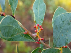 Acacia celastrifolia