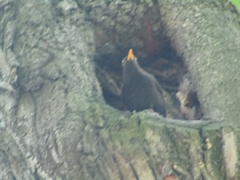 Turdus merula