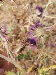 Lygaeus equestris lactans