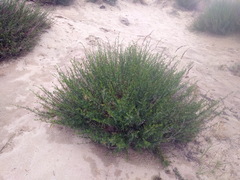 Artemisia campestris maritima