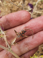 Lygaeus equestris lactans