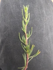 Artemisia campestris maritima
