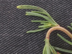 Artemisia campestris maritima