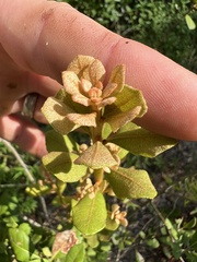 Lyonia fruticosa