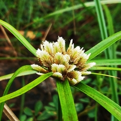 Cyperus tenerrimus