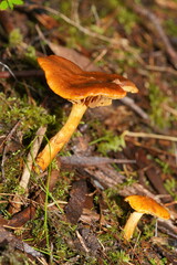 Cortinarius abnormis