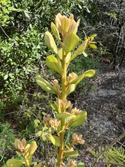 Lyonia fruticosa
