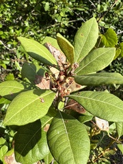 Lyonia fruticosa