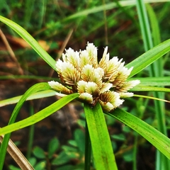 Cyperus tenerrimus
