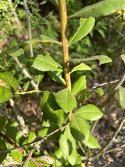 Lyonia fruticosa